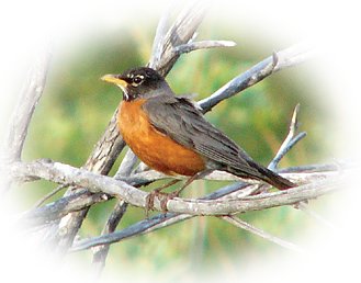 Percakapan dengan Seekor Burung Robin